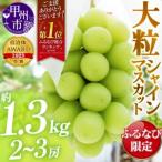 ふるさと納税 【ふるなび限定】甲州市産厳選旬の大粒シャインマスカット 約1.3kg 2〜3房【2026年発送】(MG)B12-472 FN-Limited-VO シャインマ.. 山梨県甲州市
