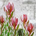 リューカデンドロン サファリサンセット 鉢植え