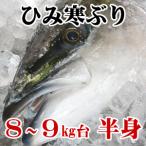 【送料無料】ひみ寒ぶり 氷見 天然 寒ブリ 半身 8kg台〜9kg台物の半身