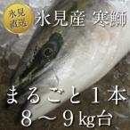 【送料無料】氷見 寒ブリ氷見産 天然 寒鰤 まるごと1本 8〜9kg台
