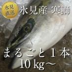 【送料無料】氷見 寒ブリ氷見産 天然 寒鰤 まるごと1本10kg以上