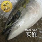 【送料無料】氷見 寒ブリ 氷見産 天然 寒鰤 おまかせ(サク・切り身・あら など)