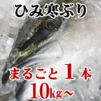 【送料無料】ひみ寒ぶり 氷見 天然 寒ブリ まるごと1本 10kg以上