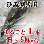【送料無料】ひみ寒ぶり 氷見 天然 寒ブリ まるごと1本 8kg台〜9kg台