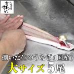 生のうなぎ 捌いた国産うなぎ 大サイズ 5尾 うなぎ屋かわすい 開き ひらき 鰻 業務用 BBQ 土用丑 爆買
