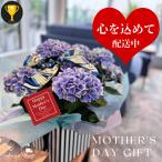 遅れてごめんね! あじさい  紫陽花 アジサイ 鉢物 父の日 2025 ギフト 誕生日 花 プレゼント おすすめ 青 ブルー ピンク 5号鉢 ボックス付