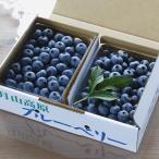 生ブルーベリー 約1kg/山形県羽黒産 一部送料無料 月山高原 無農薬・有機栽培 庄内 鶴岡 土産 お中元 お取り寄せ 特産品 グルメ 鈴木農園