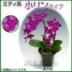 胡蝶蘭 ミディ系 小リンタイプ 2本立ち 5号 満天紅